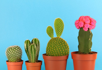 Cactus collection on blue background