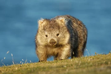 Fototapete Cradle Mountain Vombatus ursinus - Gewöhnlicher Wombat in der tasmanischen Landschaft, der abends Gras auf der Insel in der Nähe von Tasmanien frisst