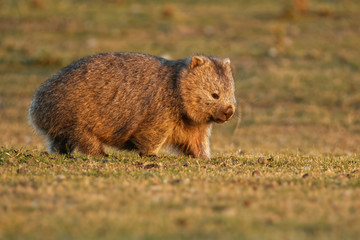 Vombatus ursinus - Common Wombat in the Tasmanian scenery, eating grass in the evening on the island near Tasmania