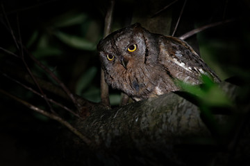 European Scops-Owl (Otus scops) perched on a spruce branch with caught grasshopper at night