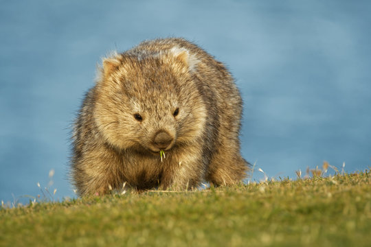 Vombatus ursinus - Common Wombat in the Tasmanian scenery, eating grass in the evening on the island near Tasmania