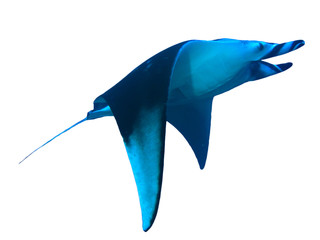 Manta Ray isolated on white background 