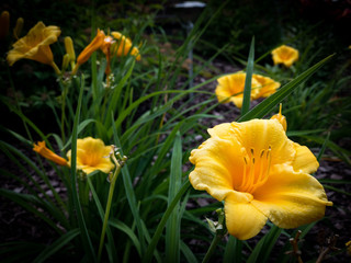 Yellow Day Lily