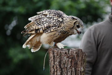 A tame owl is sitting on a pole.