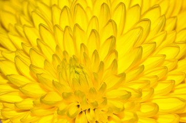 Yellow chrysanthemum flower macro showing the center with petals opening, filling the frame and creating interesting textures.