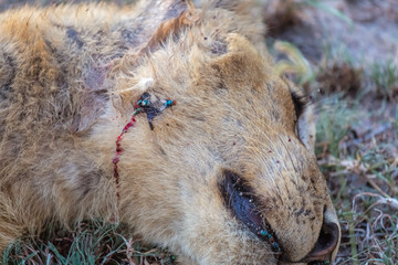 Dead lion, poaching hunting. African Wildlife