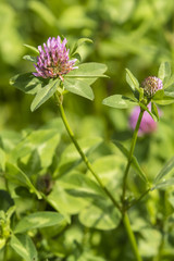 Pink clover flowers with green leaves on a meadow.