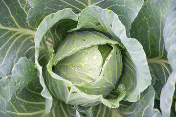 Cabbage head with dew.