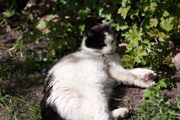 Obraz premium Cat