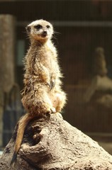 Meerkat