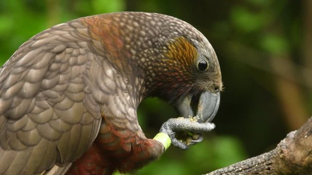Kaka - Nestor meridionalis - endemic parakeet living in forests of New Zealan