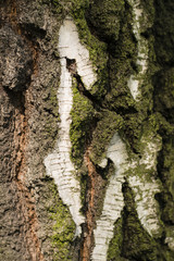 Detail of birch bark with green coat.