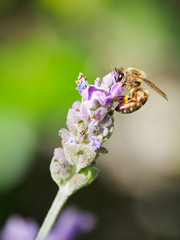 Honey Bee on Lavender