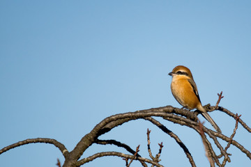 モズ！縄張り警戒中！
