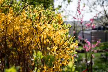 Flowers in the garden