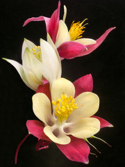 a bright bouquet of aquilegia flowers on a black background