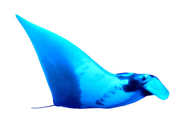 Manta Ray isolated on white background 