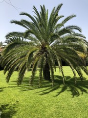 Fototapeta na wymiar Palma giardino