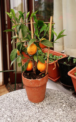 Fototapeta na wymiar mandarin orange, small citrus tree with fruits resembling oranges, decorates the balcony marble table