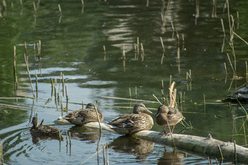 A flock of young ducks rest on the lake. Wild living nature of Russia