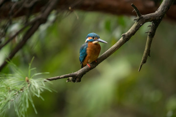 カワセミ男子！巣穴堀り中の休憩！その２