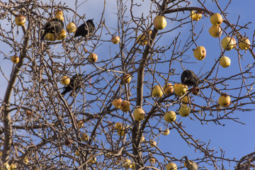 Austral blackbirds