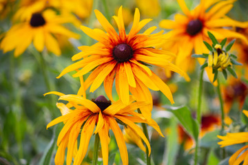 Red Yellow Rudbeckia flower in nature