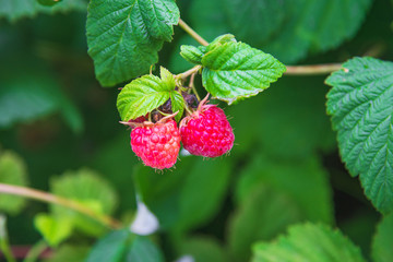 Raspberries on a branch with green leaves.