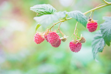 Raspberries on a branch with green leaves and lens flare.