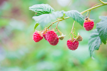 Raspberry on a branch with green leaves.