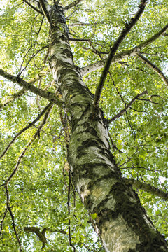 An old birch tree with a view of branches with green leaves.