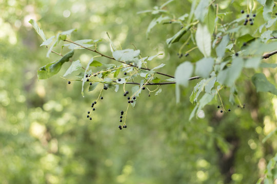 Cornus - black berries on a branch with green leaves in nature.