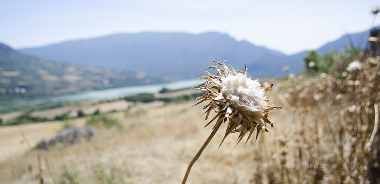 cardo seco