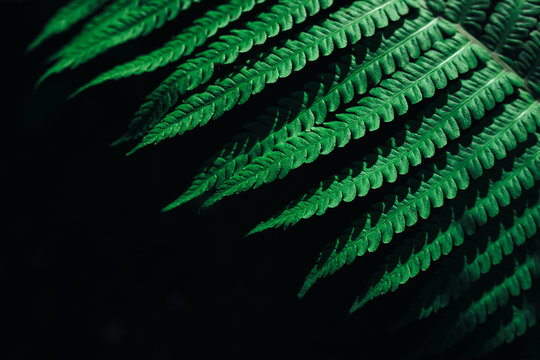 Close up photo on fern leaf on dark background