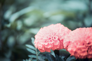 pink park flowers on a blurred natural background, space for text