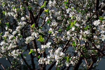 Flowers in the garden