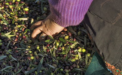 Greece, Olympos - November 06 Olympos women spend their days harvesting olives and sorting them