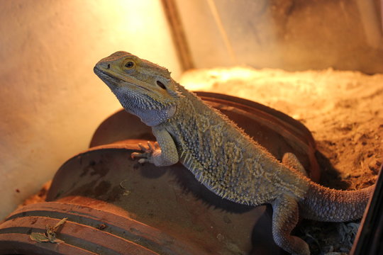 Drago barbuto