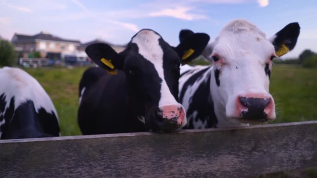 Cows Behind Wooden Fence Close Up Looking at Camera