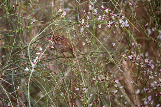 Sparrow in a flowers