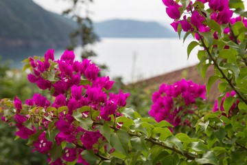 Obraz premium Bougainvillea flower, Greece