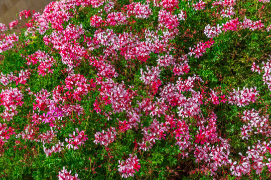 Geranium  flowers background