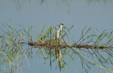 Night heron stood in reeds on river in wetlands