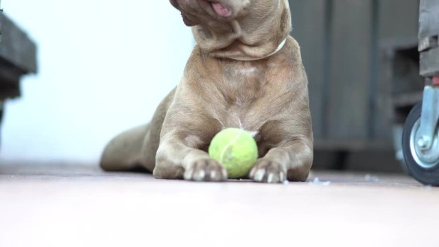 Brown Pitbull dog playing with the ball