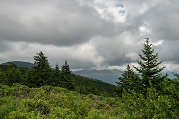 Rainbow beyond pines