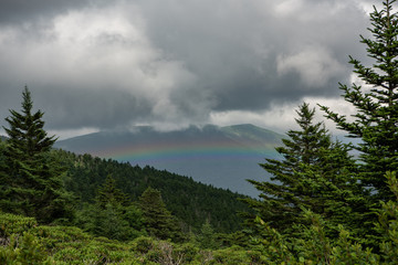 Rainbow beyond pines 