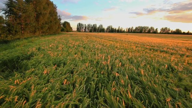 Rural landscape, wheat field at sunset, panning