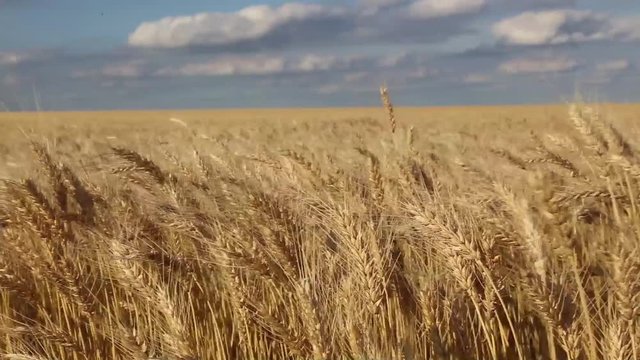 Natural wind, in harvested field of wheat Wheat field, soon to harvest. Wheat is an important source of carbohydrates Globally. is a source of multiple nutrients and dietary fiber.