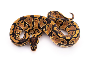 ball python snake reptile