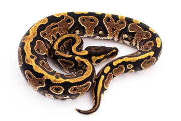 ball python snake reptile